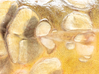 Poster - Scales on carp fish as abstract background