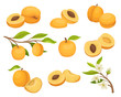 Flat vector set of apricot icons. Juicy and ripe summer fruit. Small branch with flowers. Natural and healthy food