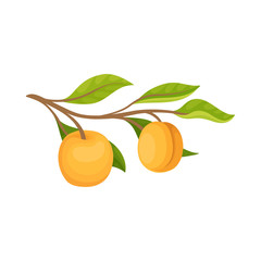 Poster - Two ripe apricots hanging on small branch with green leaves. Delicious fruit. Natural and healthy food. Flat vector icon