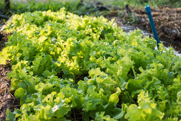 Farming organic green oak lettuce