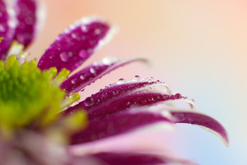 Wall Mural - Water drops on chrysanthemum petals. Macro. Drops of dew on the purple petals of a flower. Chrysanthemum bush in spring and summer.