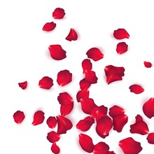 Falling Red Rose Petals Isolated On White Background. Vector Illustration