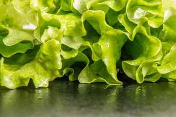 Close up. Top view. Fresh green healthy curly salad lettuce wetted with water drops. Black background. Copy space.