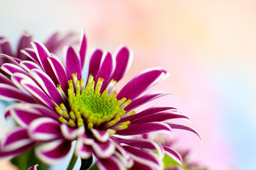 Wall Mural - Chrysanthemum bush on a colorful background. Macro. Bud of purple chrysanthemum and bright multi-colored background. Flowers in spring and summer.