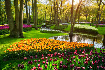 Keukenhof flower garden. Lisse, the Netherlands.