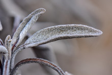 Sage Leaves In The Winter Garden
