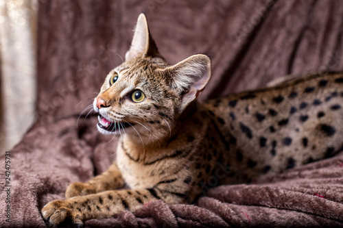 Photo Savannah F1 (Hybrid of the Serval and a Savannah F2)