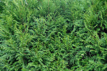 green natural background of thuja occidentalis