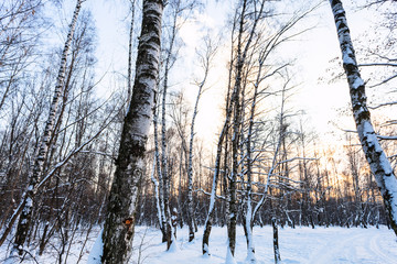 Canvas Print - birch trees in snow-covered urban park at winter