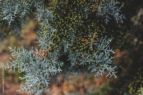 Foto Tender background of light green Arizona cypress tree branches with small yellow spots