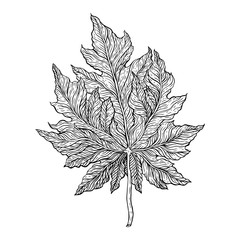 Sticker - Outline Leaf. Hand drawn Monochrome realistic illustration