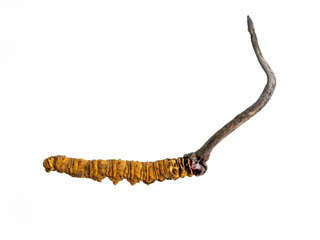 Wall Mural - cordycepe sinensis (CHONG CAO, DONG CHONG XIA CAO) or mushroom cordyceps this is a herbs on isolated background. Medicinal properties in the treatment of diseases. National organic medicine.