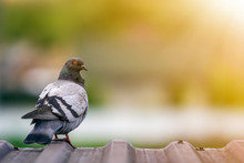 Close-up Portrait Of Beautiful Big Gray And White Grown Pigeon With Orange Eye Perching On The Edge Of Brown Metal Tile Roof On Blurred Bright Green Bokeh Background.
