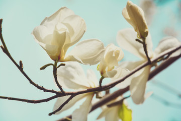 Wall Mural - Blooming white magnolia tree in the spring on sky background. Selective focus. Toned