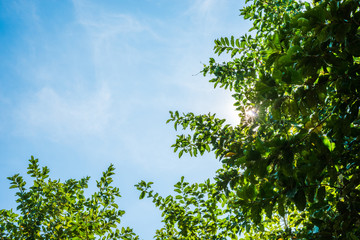 Wall Mural - Blue sky and leaf background