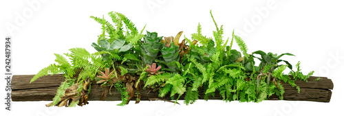 tropical jungle plants on timber tree isolated on white background with clipp...