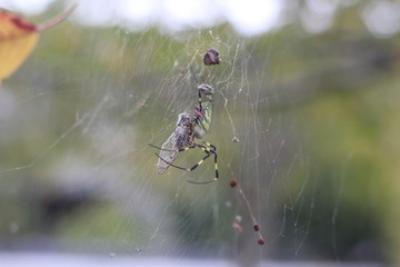 spider with fly