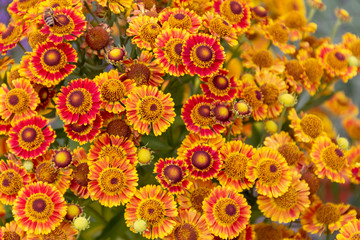 Poster - colorful aster flowers