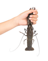 hand holding red claw crayfish or fash water lobster alive set on isolate white background