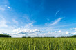 Green field and blue sky landscape