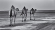 Row of camels walking a road at sunset in the desert artistic conversion