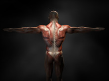 Back Muscles Of A Man With Cross Section Of The Spine, Medically 3D Illustration