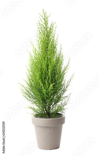 Fotomural Lemon cypress tree plant on white background
