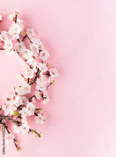 Spring Blossoms Blooming Isolated On Light Pink Background Close