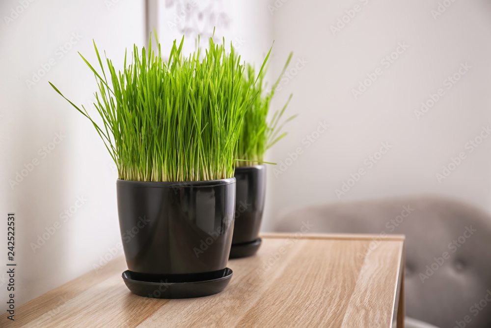 Pots with green grass on wooden table in room