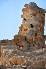 Two black birds on rocks in Masada fortress, Israel