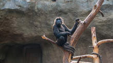 Old Chimpanzee On A Tree