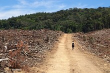 Deforestation Concept Image Consisting Of Forestry Trees That Have Been Felled. Photo Taken Near Stutterheim, South Africa. 