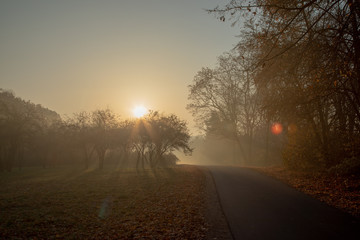 Wall Mural - Road through forest in morning fog