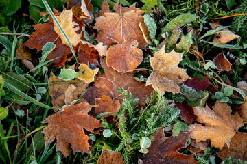 Wall Mural - Closeup of maple leaves on the grass