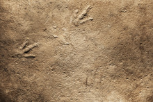 Real Dinosaur Fossil Imprint, Dinosaur Footprint