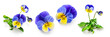 Pansy viola tricolor flowers set