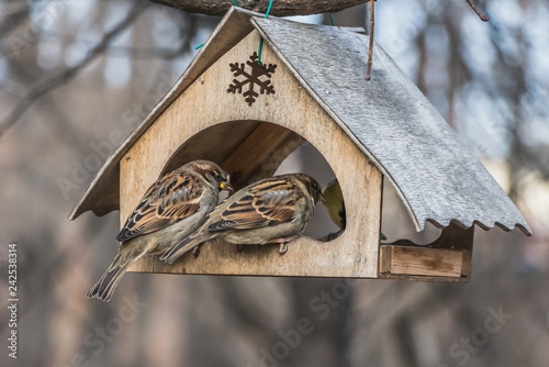 Fotografia, Obraz A pair of gray and brown sparrows eats in an old yellow bird and squirrel feeder