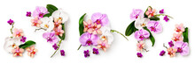 Orchid Flower Set
