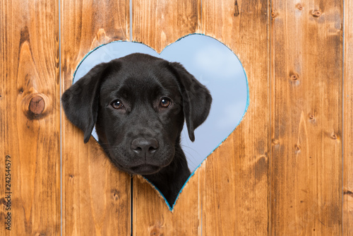 Obraz Dibond Labrador retriever szczeniak wygląda z dziury w ogrodzeniu