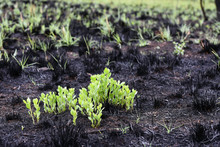 Bright Green Plants Rising From Pitch Black Burnt Field