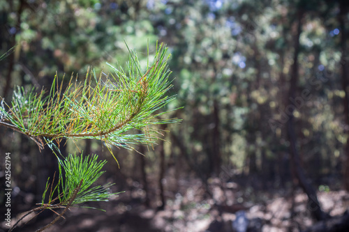 Fotografija Close up of illuminated pine needles; blurred evergreen forest in the background