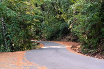 Wall Mural - Winding road going through a forest, Big Basin State Park, Santa Cruz mountains, San Francisco bay area, California