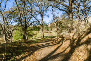 Wall Mural - Hiking trail in Sunol Regional Wilderness, San Francisco bay area, California