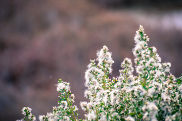 Coyote brush (Baccharis pilularis) flowers and seeds, San Francisco bay area, California