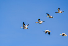 A Flying Group Of Snow Geese (Chen Caerulescens); Blue Sky Background; The Sacramento National Wildlife Refuge, California