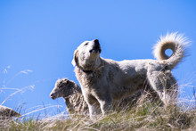 Akbash Dog, A Breed Of Shepherd Dog Original From Turkey, Guarding A Sheep Herd In San Francisco Bay Area, California