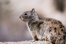 Close Up Of California Ground Squirrel (Otospermophilus Beecheyi), Wind Messing Its Fur, Joshua Tree National Park