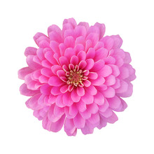 Beautiful Pink Zinnia Isolated On White Background With Clipping Path