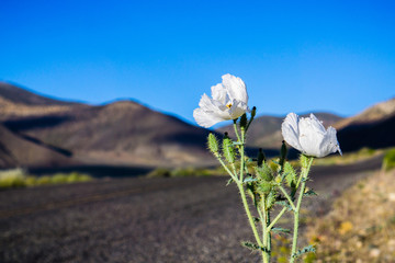 prickly poppy (argemone munita) growing on the side of the road in the mountains of death valley, ca