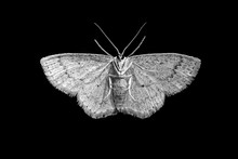 Amazing Macro Shot With White Moth Bottom Close Up On Isolated Black Background